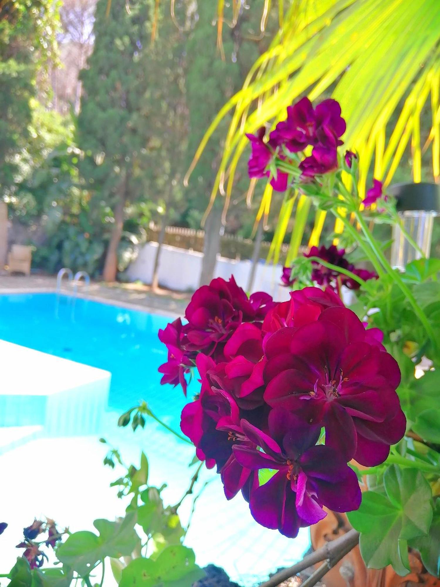 Villa Cinque Pini Casamicciola Terme ภายนอก รูปภาพ